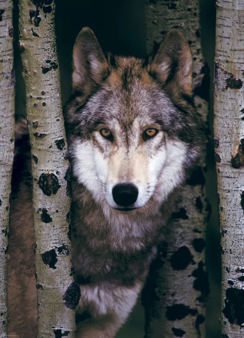 EUROGRAPHICS Puzzle Šedý vlk 1000 dílků