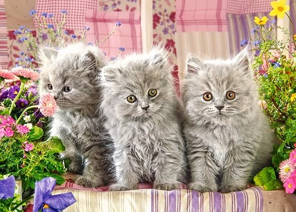 CASTORLAND Puzzle Tři šedivá koťata 260 dílků