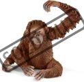 samice-orangutana-94560.jpg
