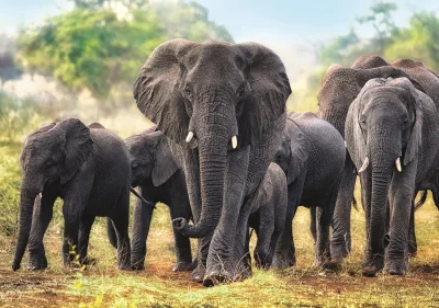 Puzzle Afričtí sloni 1000 dílků