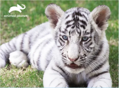Puzzle Animal planet: Bílý tygr 3D 63 dílků
