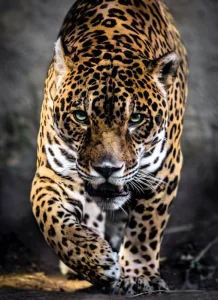 Puzzle Chůze jaguára 1000 dílků