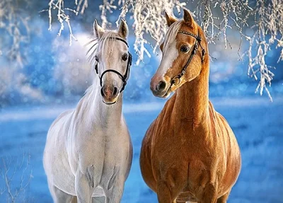Puzzle Koně v zimní krajině 260 dílků
