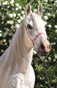 Puzzle Svět koní: Portrét bělouše 54 dílků