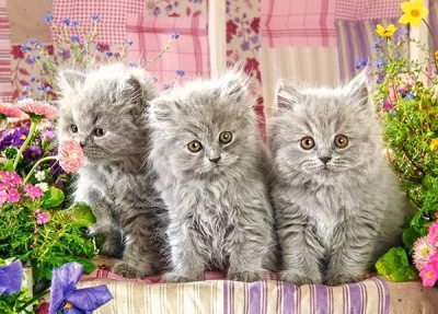 Puzzle Tři šedivá koťata 260 dílků