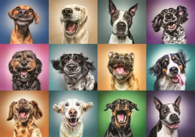 Puzzle Veselé psí portréty 1000 dílků