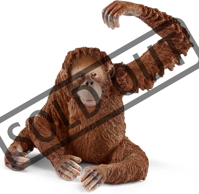 samice-orangutana-94560.jpg