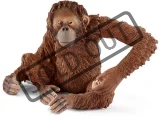 samice-orangutana-94559.jpg