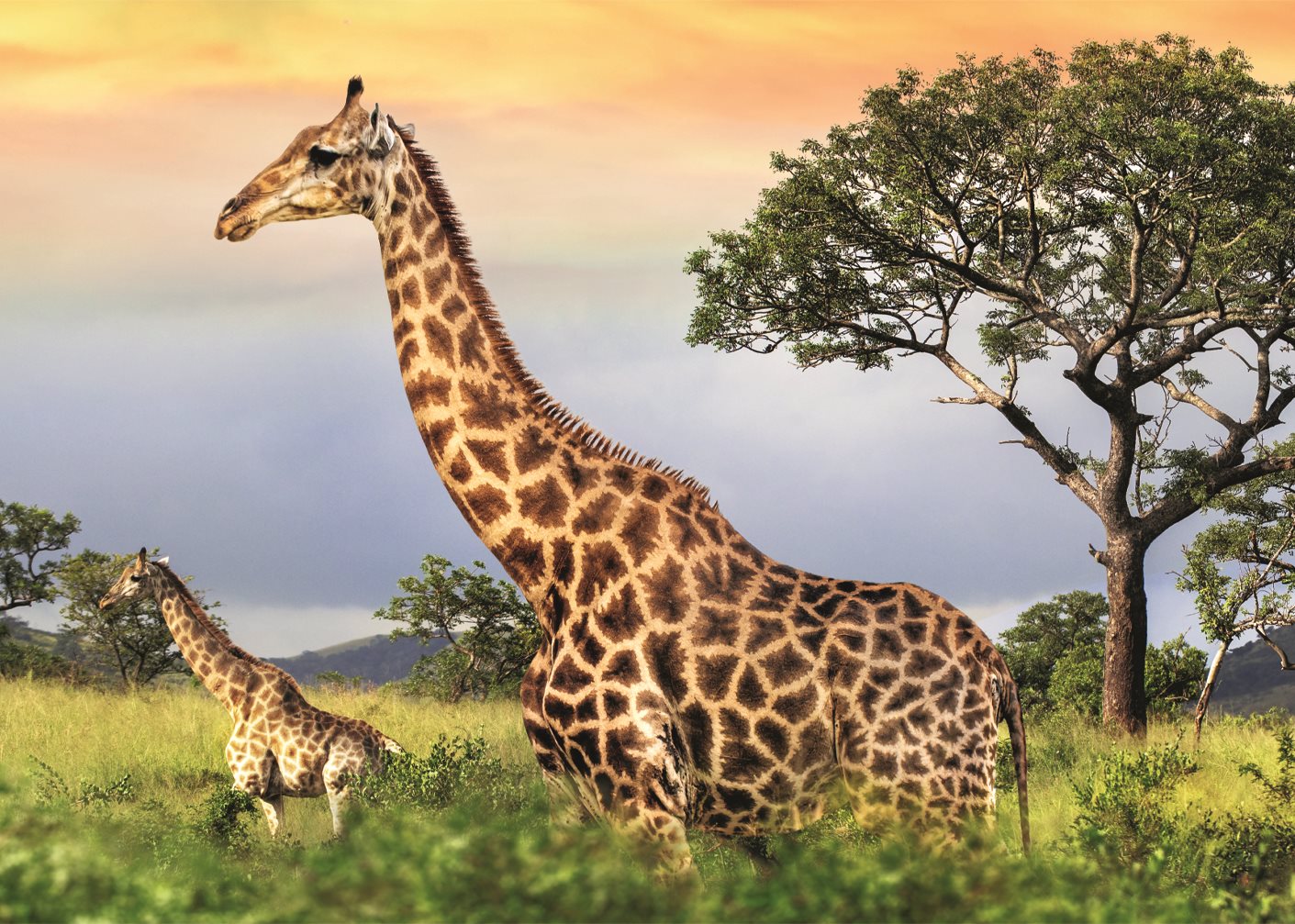 DINO Puzzle Žirafí rodina 1000 dílků