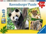puzzle-panda-tygr-a-lev-3x49-dilku-185695.jpg