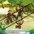 simpanzi-6650-31118.jpg