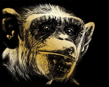 Zlatý škrabací obrázek Opice