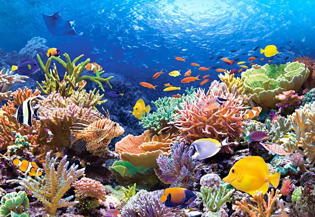 CASTORLAND Puzzle Korálový útes 1000 dílků